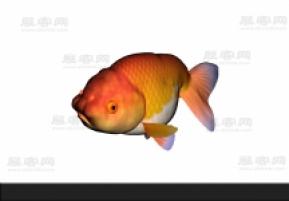金鱼3D模型