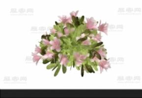 花3D模型