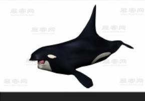 鲨鱼3D模型