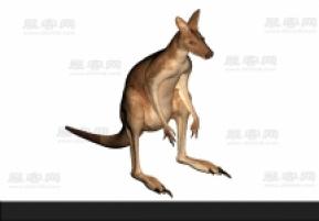袋鼠 3d模型