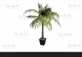 棕榈树 3d模型