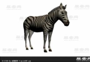 斑马3D模型