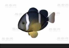 小丑鱼3D模型