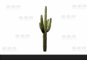仙人掌 3d模型