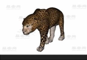金钱豹 3d模型