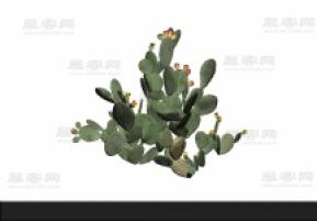 仙人掌 3d模型