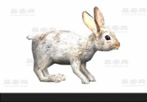 兔子3D模型