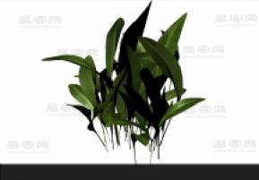 植物3D模型
