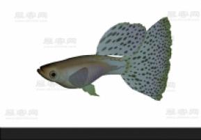 金鱼3D模型